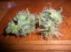 HBD LEMON PHENO 4.JPG