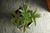 AUTO MOBY DICK_7-12-13 1.jpg