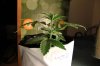 AUTO MOBY DICK_7-12-13 2.jpg