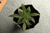 AUTO CHEESE_7-12-13 1.jpg