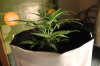 AUTO CHEESE_7-12-13 2.jpg