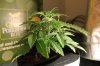 AUTO S.A.D_7-12-13 2.jpg