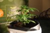 AUTO GREEN POISON_7-12-13 2.jpg