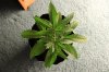GIRL SCOUT COOKIES_7-12-13 1.jpg