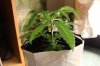 GIRL SCOUT COOKIES_7-12-13 2.jpg