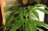 GIRL SCOUT COOKIES_7-12-13 3.jpg