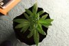 BLUE DREAM_7-12-13 1.jpg