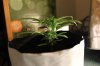 BLUE DREAM_7-12-13 2.jpg