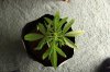 SUPER SILVER HAZE_7-12-13 1.jpg