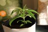 SUPER SILVER HAZE_7-12-13 2.jpg
