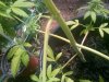 IMG-20130712-00157.jpg