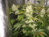 D2 - Day 70 - JackAndTheBudstalk.jpg