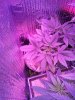 IMG_20130712_191803.jpg
