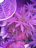 IMG_20130712_191732.jpg