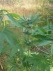 20130713_164031.jpg