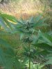 20130713_164048.jpg