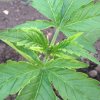 plant.jpg