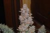 DSC_0006.jpg