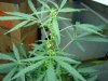 DSC00431.jpg