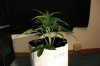AUTO MOBY DICK_7-13-13 2.jpg
