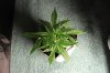 AUTO CHEESE_7-13-13 1.jpg