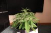 AUTO S.A.D_7-13-13 2.jpg