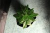 AUTO GREEN POISON_7-13-13 1.jpg