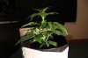 AUTO GREEN POISON_7-13-13 2.jpg