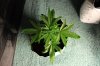 BLUE DREAM_7-13-13 1.jpg