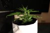 BLUE DREAM_7-13-13 2.jpg