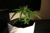SUPER SILVER HAZE_7-13-13 2.jpg