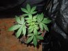 DSCN5870.jpg