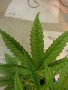 20130715_182131.jpg 20130715_182131.jpg