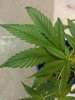 20130715_182138.jpg 20130715_182138.jpg