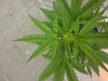 20130715_182146.jpg 20130715_182146.jpg