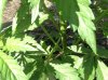 BB x NL (auto) 3 (37).jpg
