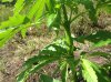Jack herer (auto) 3 (37).jpg