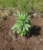 Rapid Afghan (auto) 1 (37).jpg