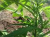 Rapid afghan (auto) 3 (37).jpg