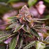 girl-scout-cookies.jpg