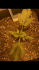 F1AA4DF0-44F8-48FD-8C2E-5D1DB016D846.png