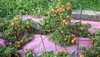 tomatoes.JPG