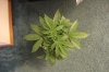 AUTO MOBY DICK_7-16-13 1.jpg