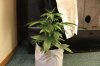 AUTO MOBY DICK_7-16-13 2.jpg