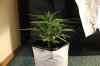 AUTO CHEESE_7-16-13 2.jpg