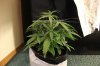 AUTO S.A.D_7-16-13 2.jpg