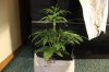 AUTO GREEN POISON_7-16-13 2.jpg