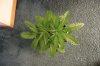 GIRL SCOUT COOKIES_7-16-13 1.jpg