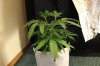 GIRL SCOUT COOKIES_7-16-13 2.jpg