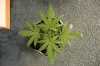 BLUE DREAM_7-16-13 1.jpg